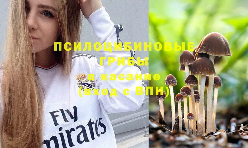 Псилоцибиновые грибы Psilocybe  кракен ссылки  Купино 